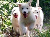 cuccioli di pastore abruzzese